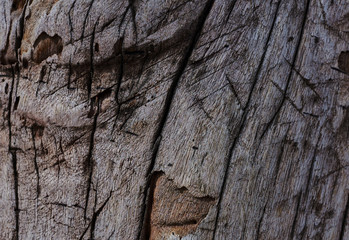 Surface eroded by time. Old cracked lumber texture and background. Abstract background, empty template. Weathered wood, natural scratch texture. Use as natural background. Texture of old barn wood..
