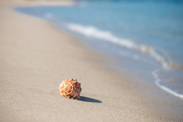 砂浜と貝殻
