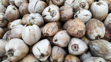 stack of brown coconut in garden