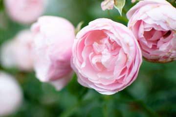 Closeup of beautiful pink roses in garden