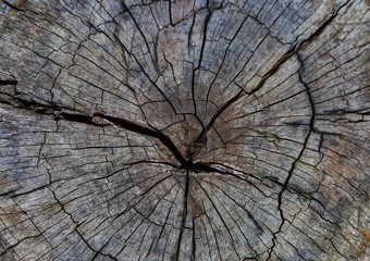 Fototapeta premium Close up the cross section of the old tree, The wood surface of the tree was cut off. Stump have crack bark. Wooden texture. Wooden background. Abstract background. Background texture of old dead tree