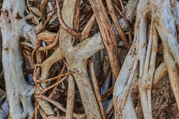 Dry roots tree, grunge natural, organic background, texture. Driftwood for decoration. Roots of mangroves. Texture and pattern of old worn wood. Natural abstract background. Old weathered wood texture
