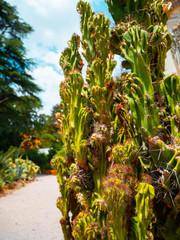 Prickly cactus succulents in a botanical garden