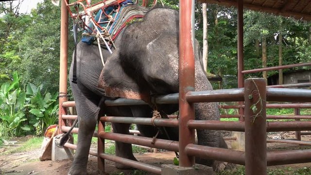 Big Asian Elephant (Elephas maximus) Trying to Escape from Enclosure