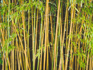Obraz na płótnie Canvas Bamboo arashiyama kyoto japan. Bamboo grove in the forest. Background.