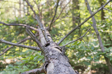 Leaf Covered Path in Forest with Fallen Logs. a fallen tree in the woods.