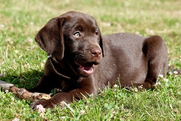 Welpe Labrador