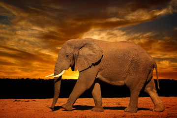Fototapeta na wymiar Single African elephant with tusk (Loxodonta africana), running in late afternoon in Addo Elephant National Park, South Africa