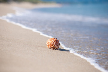 砂浜と貝殻

