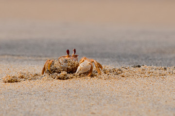 Close up portrait of a sand crab on the beach