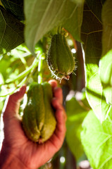 Hand harvesting crops, Christophine or chayote, scientific name Sechium edule