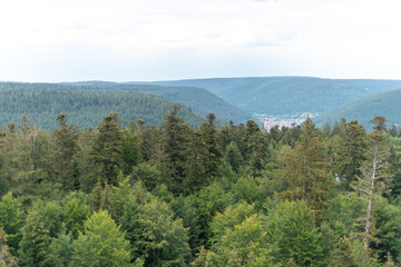 Bosco in germania