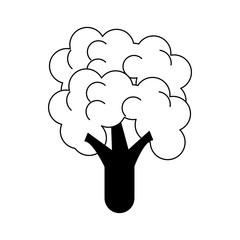 Broccoli fresh and natural vegetable vector illustration graphic design