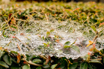 Water drops on the spider web.