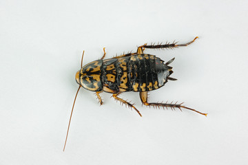 a black yellow cockroach on white background