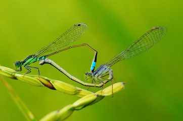 Dragonfly fly copulating on rice paddy