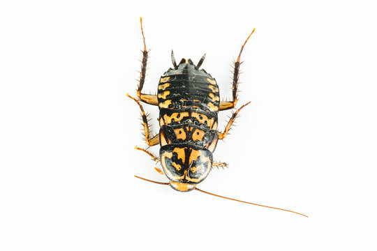 a black yellow cockroach on white background