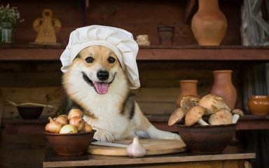 Dog Welsh Corgi prepares mushrooms for dinner with onion and garlic.