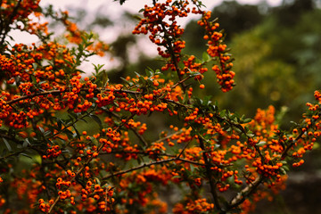 Autumn berries and leaves on the blurred trees background. Fall background. Colorful autumn landscape. Pyracantha orange berries with green leaves. Autumn nature background. Selective focus.