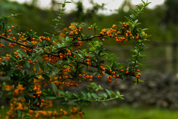 Autumn berries and leaves on the blurred trees background. Fall background. Colorful autumn landscape. Pyracantha orange berries with green leaves. Autumn nature background. Selective focus.