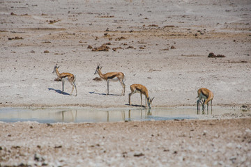 Springbok Etosha national Parc Namibie Antilope