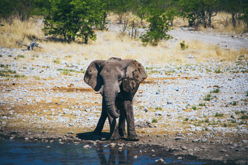Fototapeta premium Eléphant Etosha national Parc Namibie Safari Photographes
