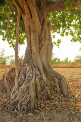Bodhi Tree root isolated against white background	