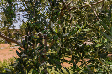 Green olives tree. Harvesting olives. Olives on olive tree in autumn. Season nature image. Olive tree with leaves, natural sunny agricultural food background.