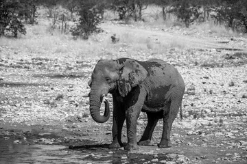 Foto op Aluminium Eléphant Etosha national Parc Namibie Safari Photographes © Loïc Bourgeois