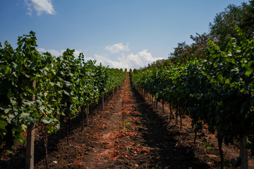 Fototapeta na wymiar Rows of grapevines. Horizon over endless vines in a row. Beautiful rows of grapes before harvesting. Autumn landscape with colorful vineyards. Abstract background. Nature landscape.