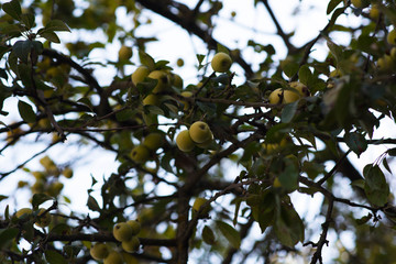 Yellow apples grows on a branch among the green foliage with blurred natural green background. Ripe apples clusters hanging heap on a tree branch in an intense apple orchard. Natural autumn concept.
