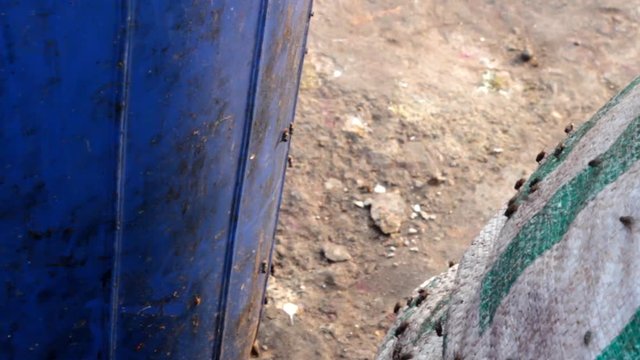Flies flock to the Indian city, food waste as source of an infection, carry diseases, insanitariness
