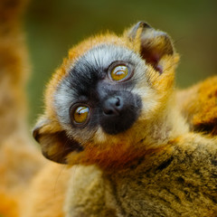 Baby Brown lemur, Eulemur rufufrons, in Berenty reserve, Madagascar