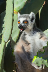 Ringtailed lemur, Lemur catta, in Berenty private reserve, MAdagascar