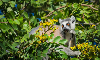 Ringtailed lemur, Lemur catta, in Berenty private reserve, Madagascar, feeding