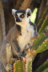 Ringtailed lemur, Lemur catta, in Berenty private reserve, MAdagascar