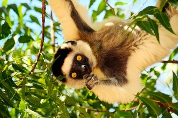 Verreaux's sifaka or Propithecus verreauxi also known as the dancing lemur of Madagascar eating
