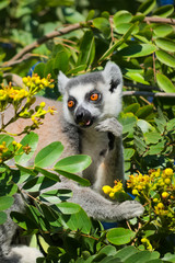 Ringtailed lemur, Lemur catta, in Berenty private reserve, Madagascar, feeding