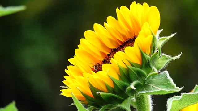 HD 1080 super slow sunflower in garden beautiful nature outdoor.