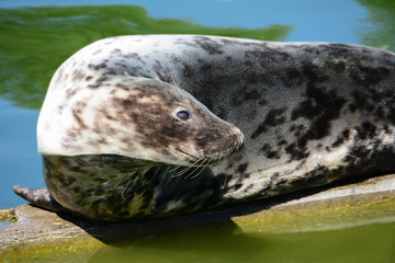 The grey seal with velvet coat is bent and looks away. Halichoerus grypus