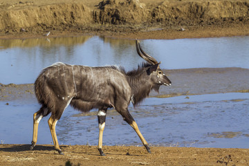 Nyala in Kruger National park, South Africa ; Specie Tragelaphus angasii family of Bovidae