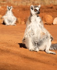Ringtailed lemur, lemur catta, sunbathing