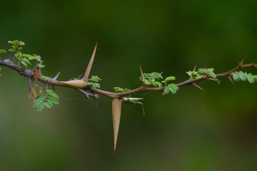Babul Acacia white sharp thorn in tropical forest, Maharashtra, India 