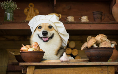 Dog Welsh Corgi prepares mushrooms for dinner with onion and garlic.