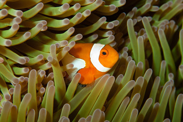 Western Anemonefish Amphiprion ocellaris