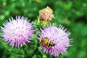 Honey bee collecting nectar on the flowers of purple milk thistle, soft green grass bokeh background