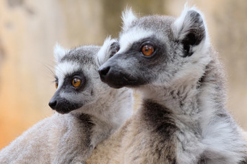 Obraz premium Ringtailed lemur, lemur catta, in Berenty private reserve, Madagascar