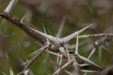Babul Acacia white sharp thorn in tropical forest, Maharashtra, India 