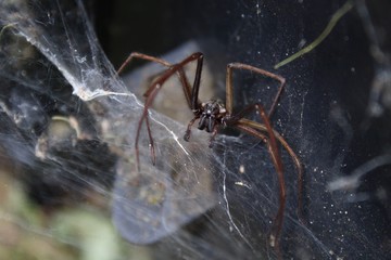 Hausspinne