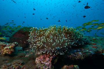 Fototapeta na wymiar Magnificent Sea Anemone Heteractis magnifica